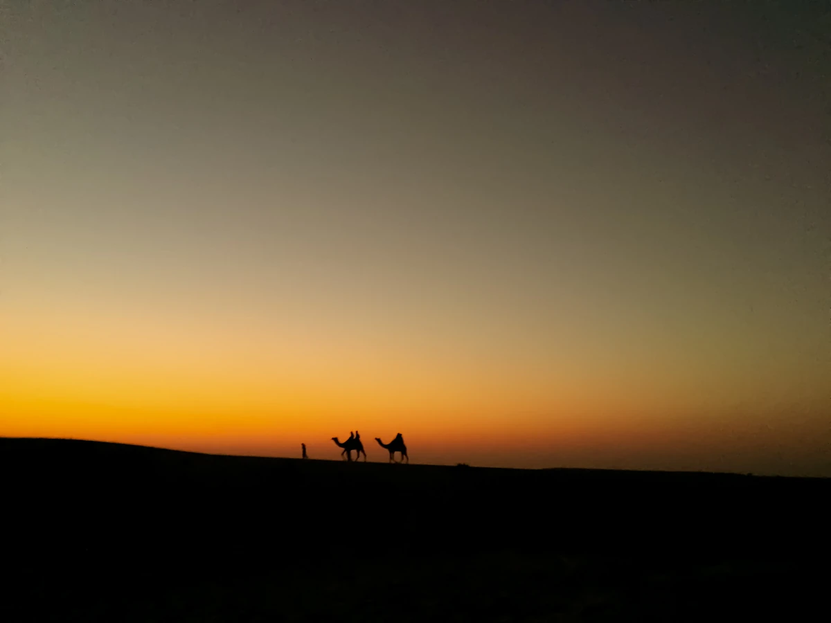 Camels in silhouette